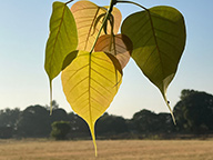 Through the transparency of leaves