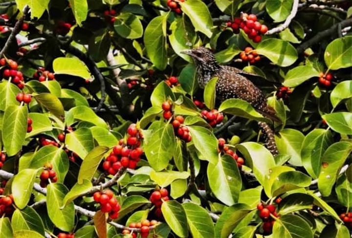 On a great tree with red figs sang the coïl