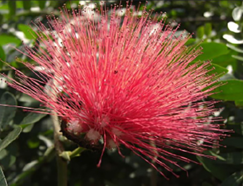 In Savitri the last three passages dictated by Sri&nbsp;Aurobindo