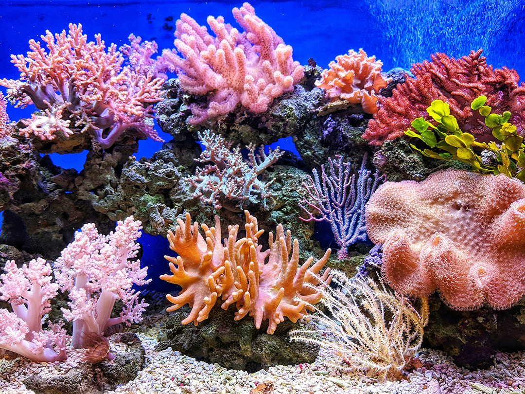 Beauty of corals