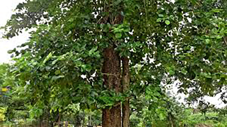 Of the sandalwood&nbsp;tree