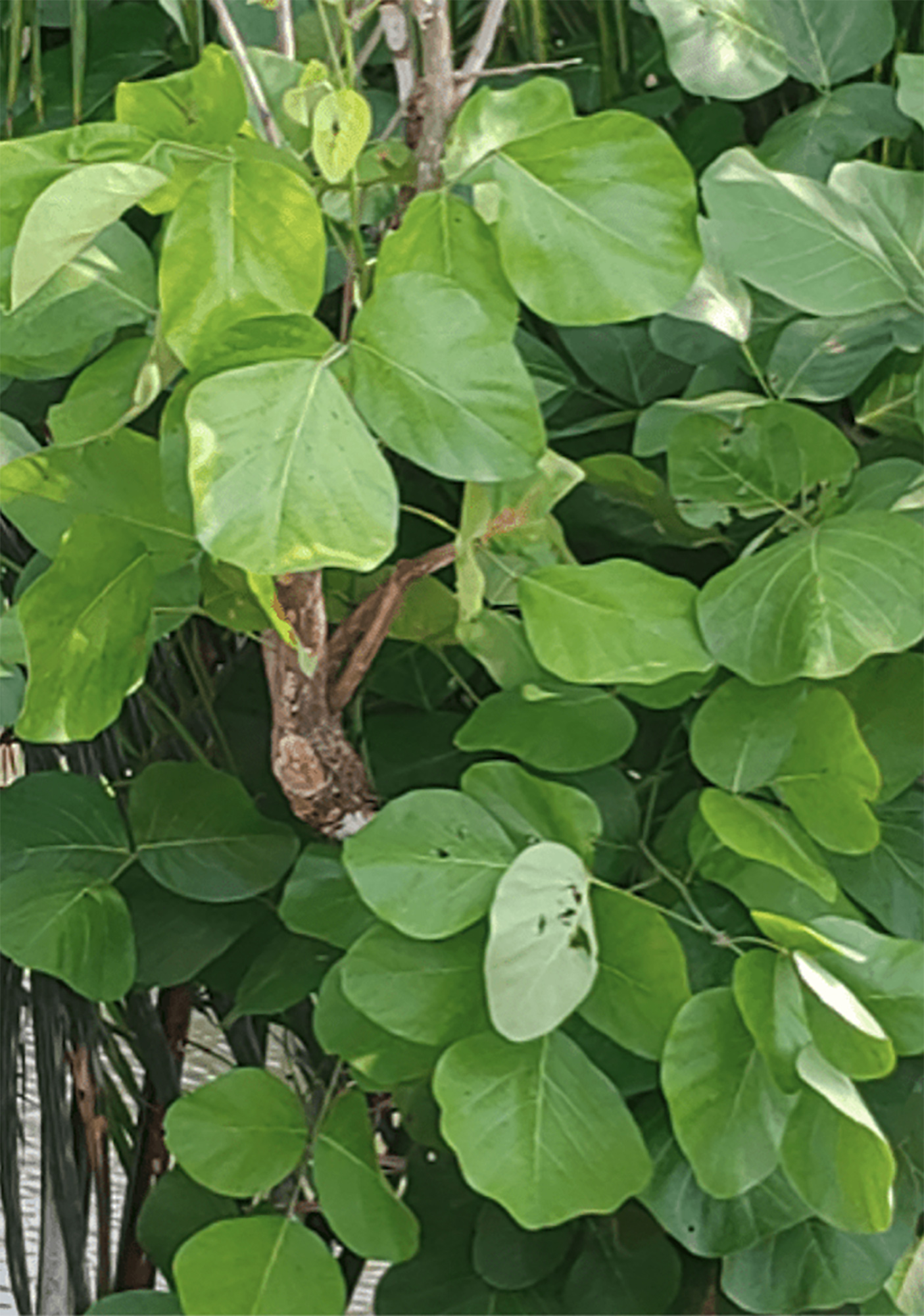 The Leaves of Palāsh Tree — 5