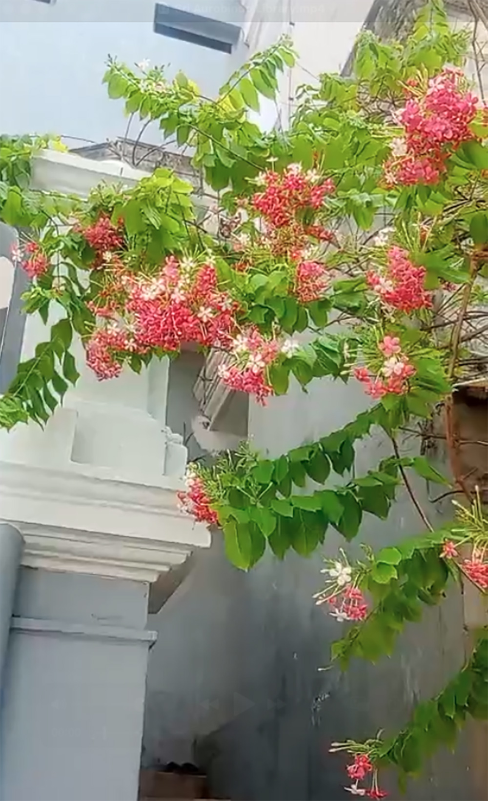 At the Sri Aurobindo&nbsp;Library