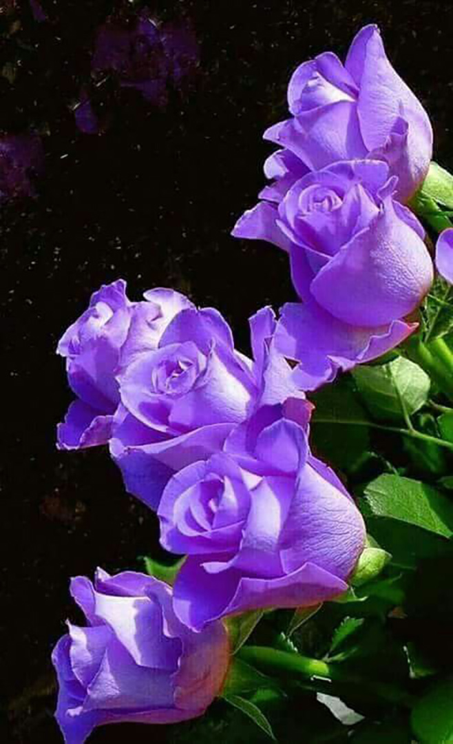 A purple dream has drifted with the&nbsp;wind