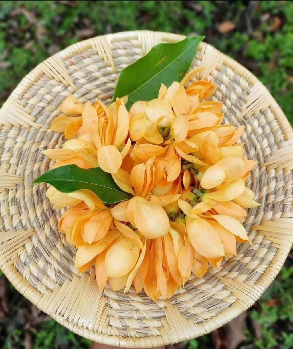 The Mother speaks of her past appearances —&nbsp;2