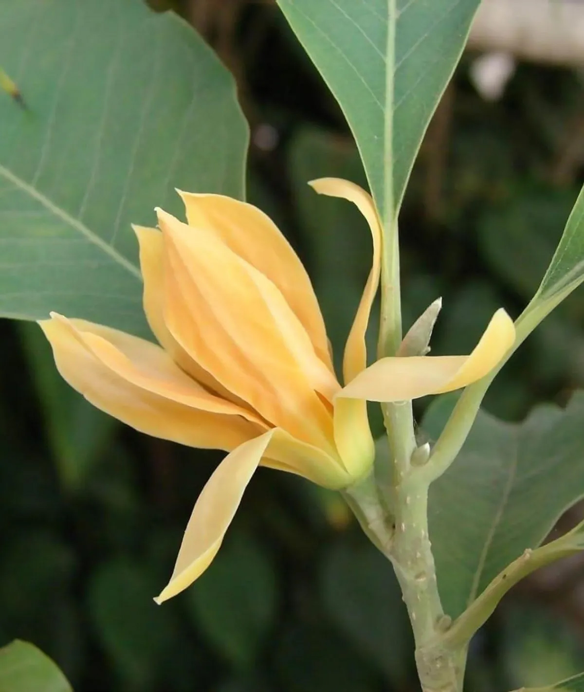 Golden Champa — A Poem in Marathi
