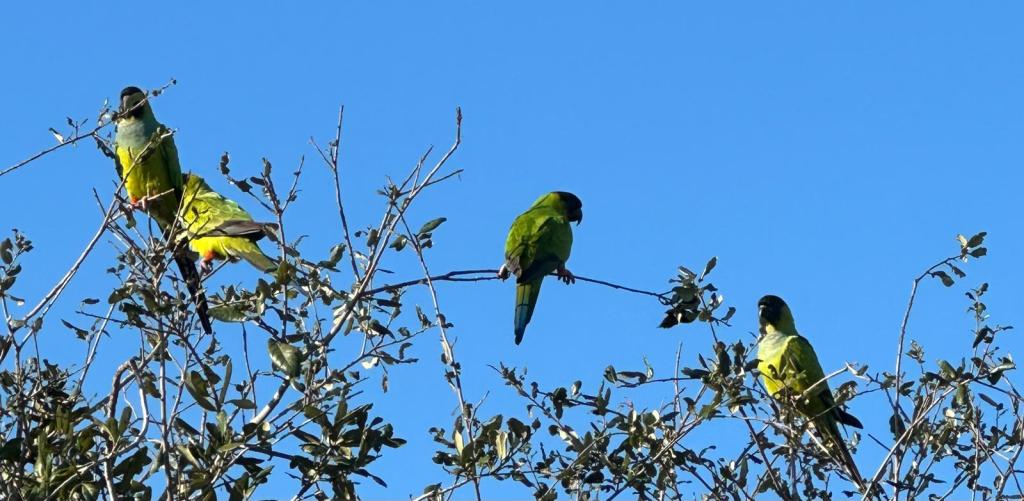 Bird-watching at Sarasota