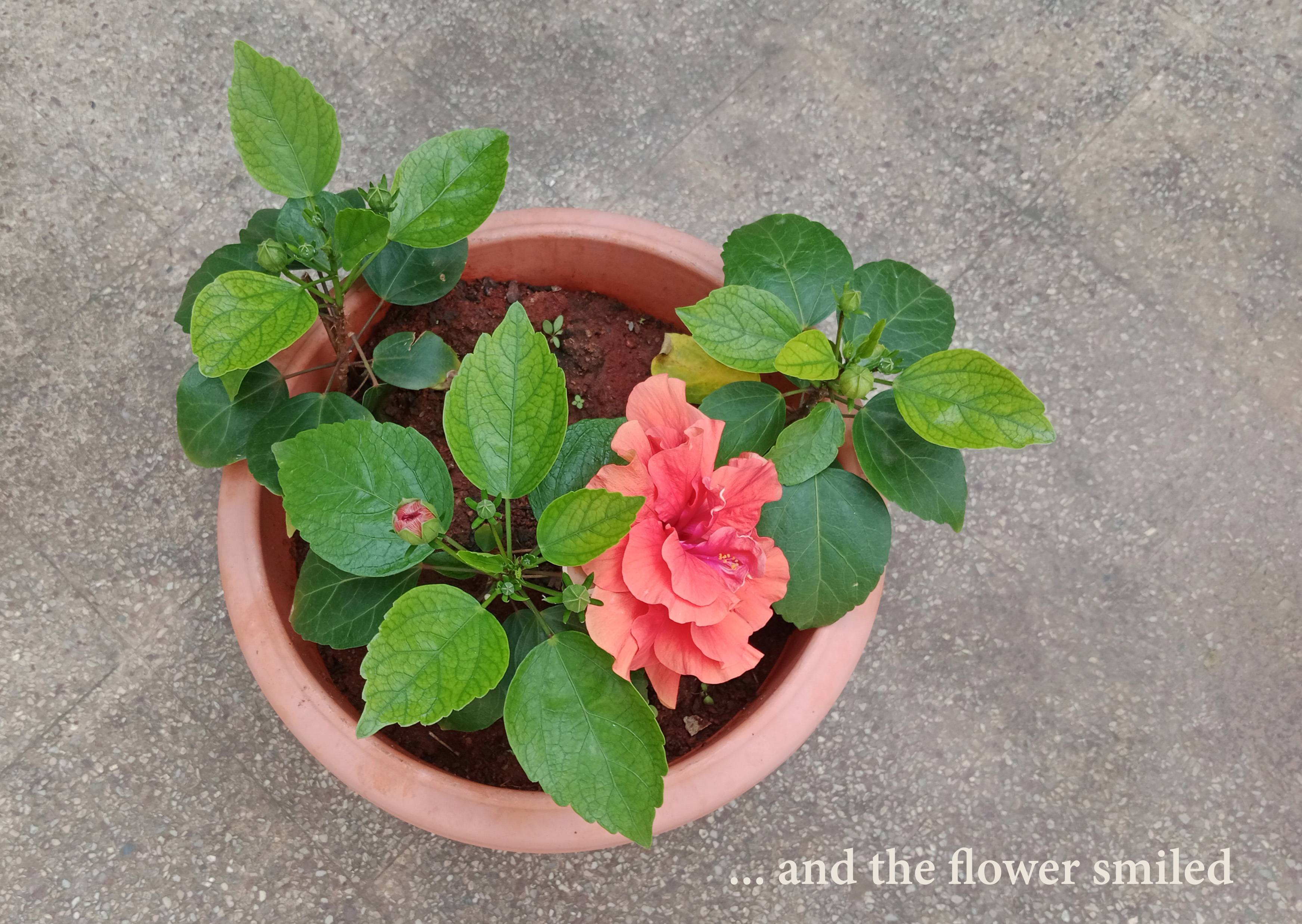 … and the flower smiled