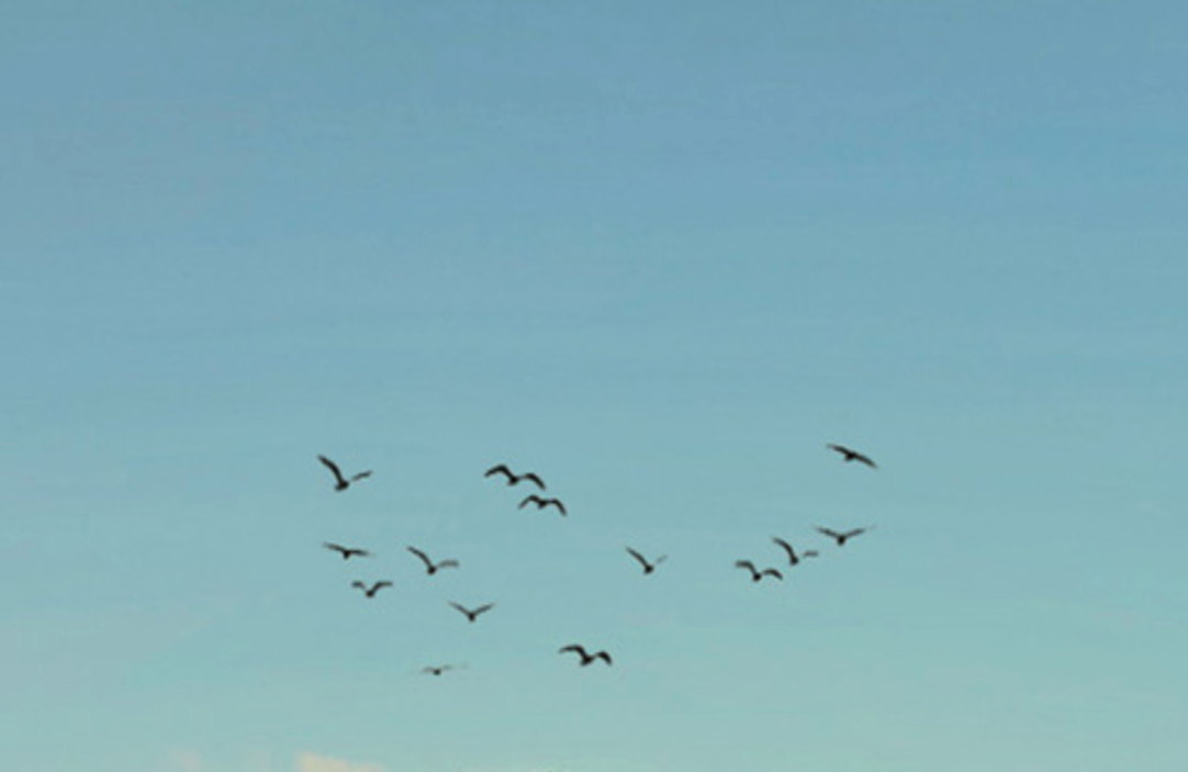 Blue sky for wings