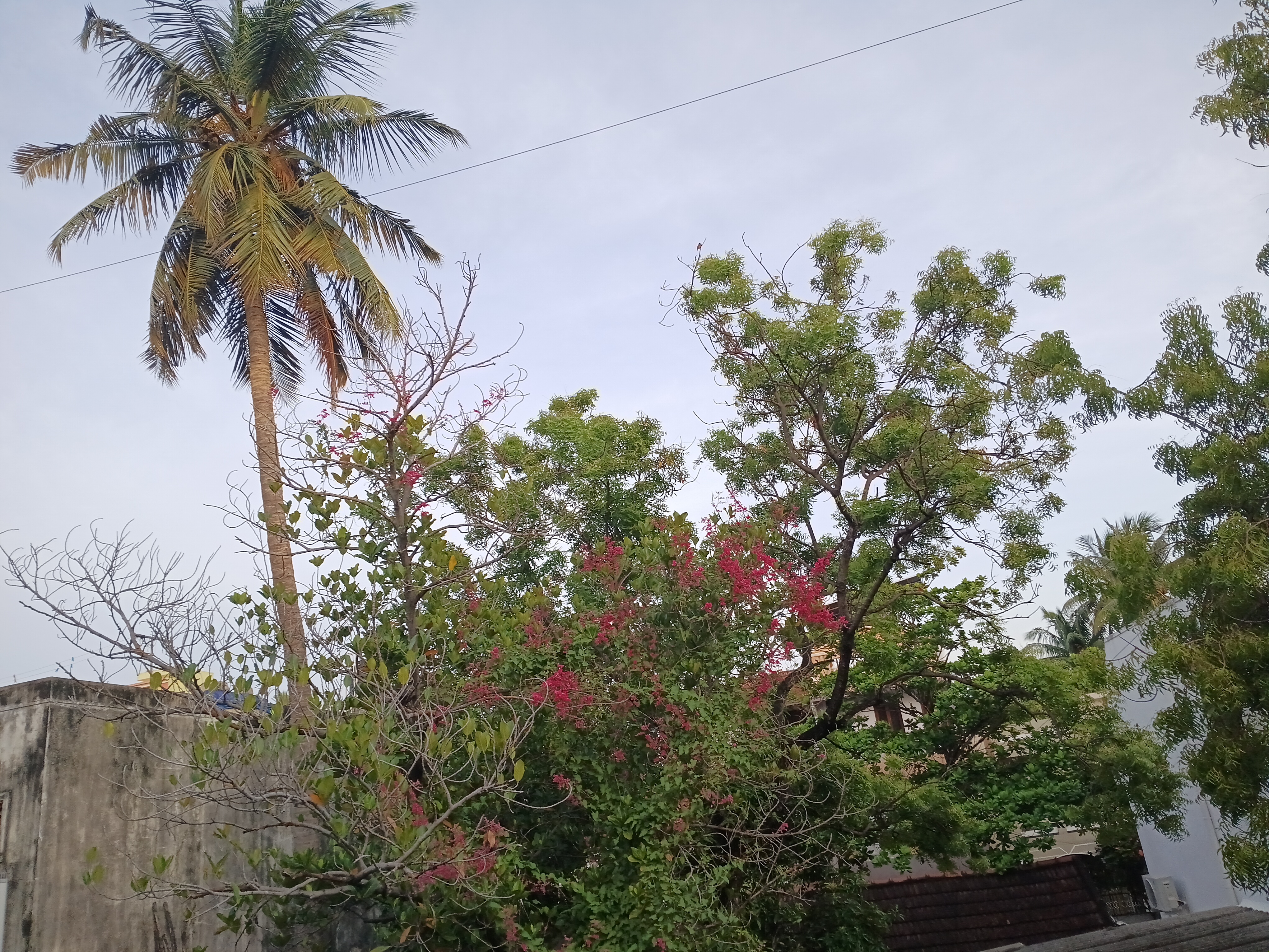 Coral Vine all over a Tree — A Petrarchan Sonnet